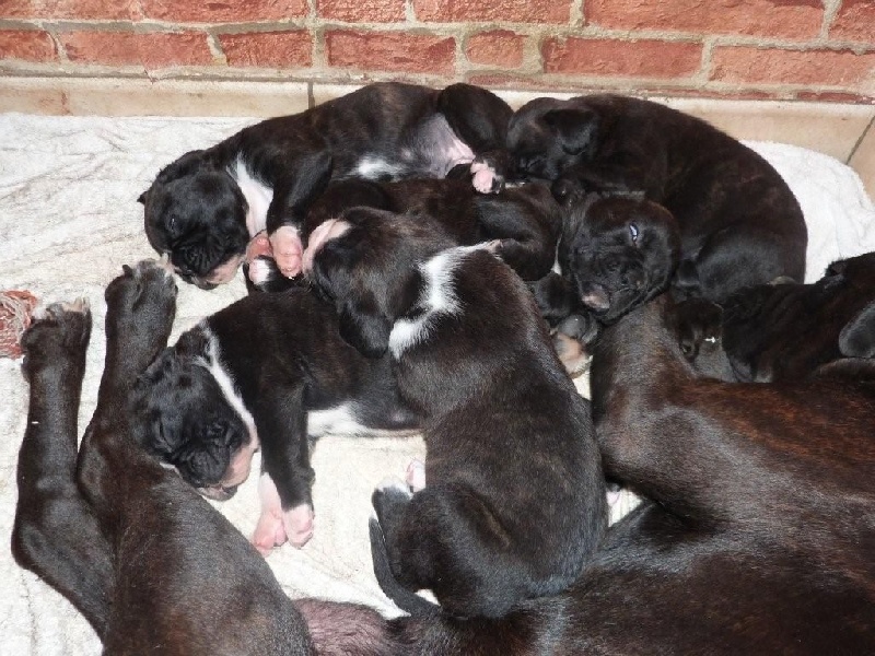 Chiot Boxer Des Jardins Du Segala